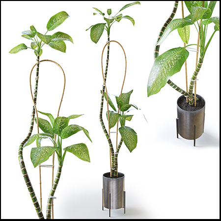 花叶万年青绿色盆栽植物3D模型16设计网精选