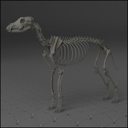 狼骨架3D模型16素材网精选
