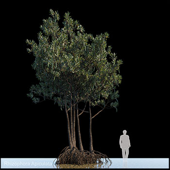 红树3D模型16设计网精选