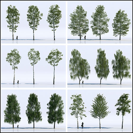 18颗棵高精度桦树3D模型