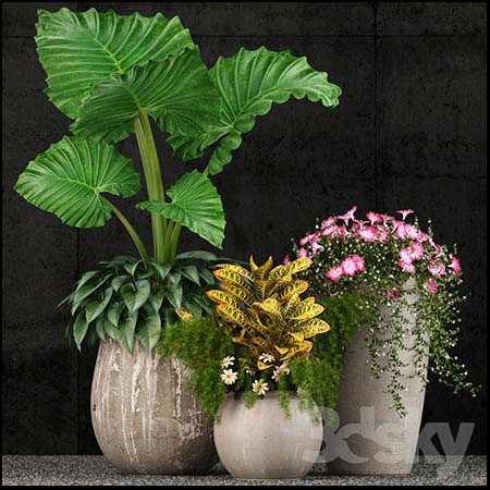 3款漂亮的花卉盆栽3D模型