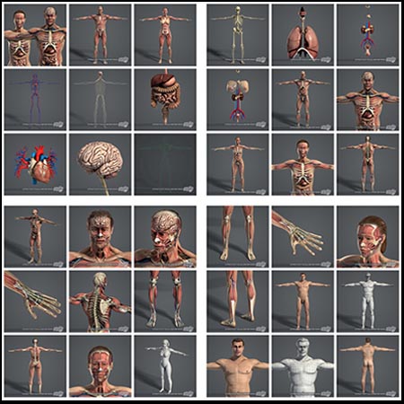 男性和女性人体器官解剖完整包（纹理
