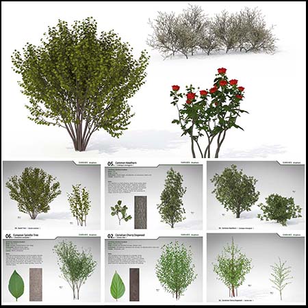 20个3D灌木丛OBJ/TEX格式