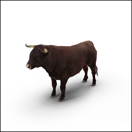 真实的公牛3D模型16图库网精选