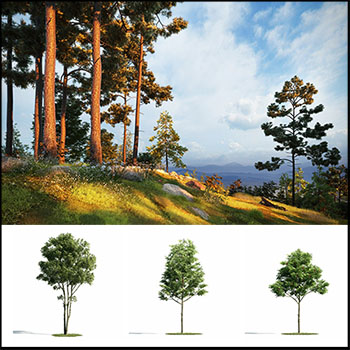 54款欧洲北美树木3D/C4D模型16设计网精选