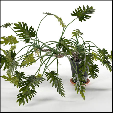 绿色植物盆栽盆景3D/C4D模型16设计网精选