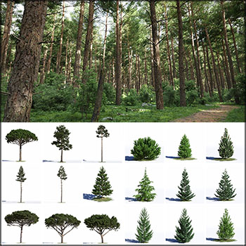 40款松树针叶树3D/C4D模型16设计网精选