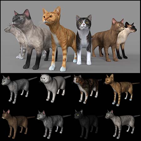 11只名贵宠物猫C4D模型16设计网精