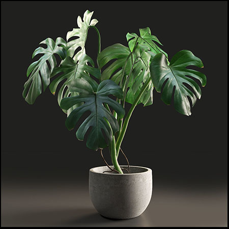 龟背竹绿色植物盆景C4D/3D模型