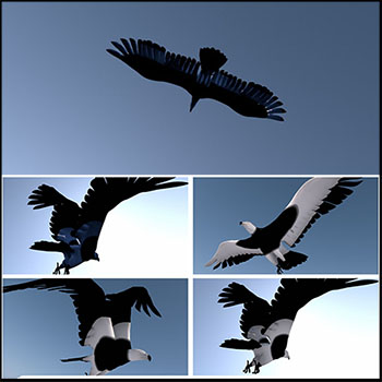 飞行飞翔飞禽动物鸟类老鹰綁定骨骼动画C4D模型素材天下精选素材