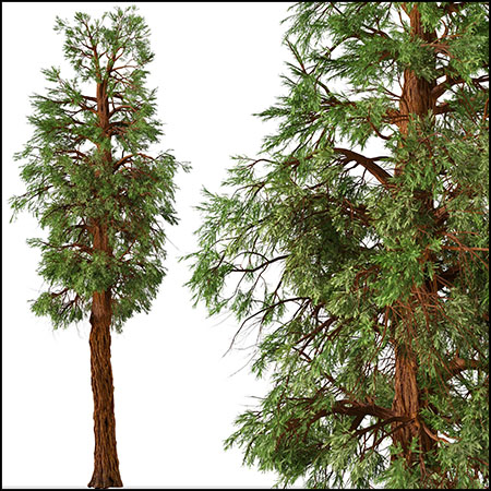 2棵巨型红杉树木植物C4D模型素材天下精选
